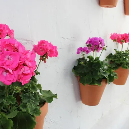 Fan Flat San Juan Apartment Malaga