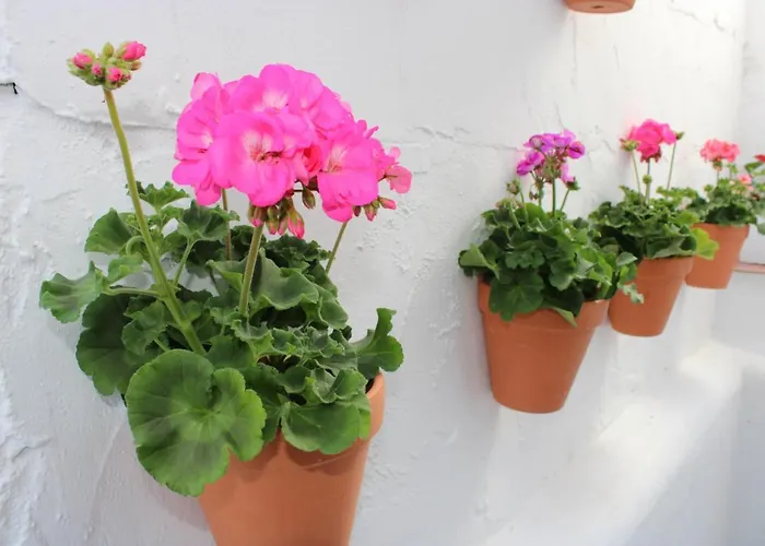 Appartement Fan Flat San Juan